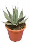 Agave neomexicana - pot &Oslash; 26 cm