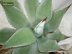 Agave neomexicana - pot &Oslash; 26 cm