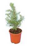 Cedrus libani - pot &Oslash; 17 cm