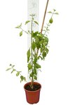 Duranta erecta hauteur totale 80-100 cm