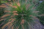 Pennisetum alopecuroides Hameln