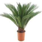 Cycas revoluta