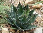 Agave montana