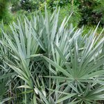 Serenoa repens Silver Form