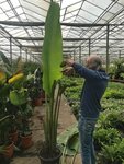 Ravenala madagascariensis - feuille coup&eacute;e en tranches - pot &Oslash; 28 cm