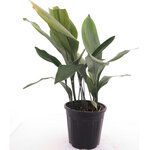 Aspidistra elatior