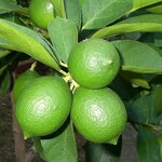 Citrus latifolia - tronc 15-25 cm - hauteur totale 50-60 cm - pot 13 cm