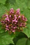 Clerodendrum bungei