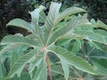 Tetrapanax papyrifera - pot &Oslash; 21 cm