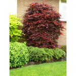 Acer palmatum Atropurpureum