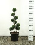 Chamaecyparis lawsoniana White Spot Multibol - hauteur totale 125-150 cm - pot 20 ltr