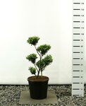 Ilex maximowicziana kanehirae multiplateau extra - hauteur totale 80-100 cm - pot 20 ltr