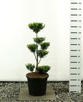 Ilex maximowicziana kanehirae multiplateau extra - hauteur totale 100-125 cm - pot 20 ltr