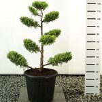 Juniperus chinensis Kuriwao Gold multiplateau - hauteur totale 100-125 cm - pot 20 ltr