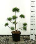 Pinus sylvestris multiplateau - Hauteur totale 100-125 cm [palette]