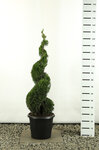 Thuja occidentalis Smaragd Spirale - hauteur totale 125-150 cm - pot 20 ltr