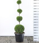 Thuja occidentalis Smaragd Quatrobol