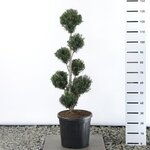 Taxus baccata Multibol - total height 100-125 cm - pot 20 ltr