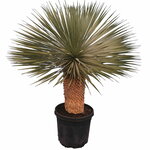 Yucca rostrata