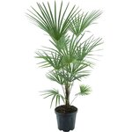 Trachycarpus fortunei Frosty - hauteur totale 140-160 cm - pot &Oslash; 32 cm