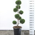 Cupressocyparis leylandii multibol extra - hauteur totale 100-125 cm