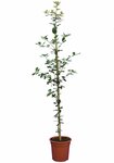 Quercus ilex - hauteur totale 50-70 cm - pot 17 cm