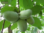 Asimina triloba - hauteur totale 90+ cm - pot &Oslash; 19 cm