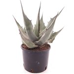 Agave havardiana