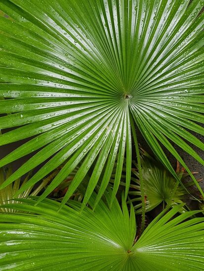 Livistona chinensis doubletrunk - tronc 20-30 cm - hauteur totale 130-150 cm - pot &Oslash; 48 cm [palette]