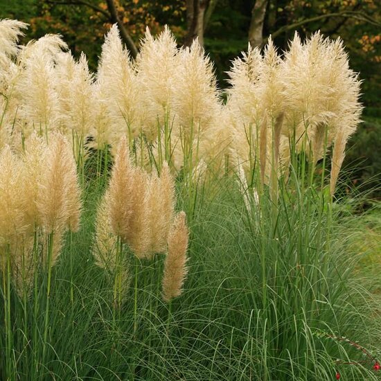 Cortaderia selloana Gold Mini Pampas - hauteur totale 50-60 cm - pot 2 lt