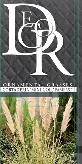 Cortaderia selloana Gold Mini Pampas - hauteur totale 50-60 cm - pot 2 lt