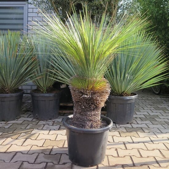 Xanthorrhoea glauca - tronc 40-50 cm [palette]