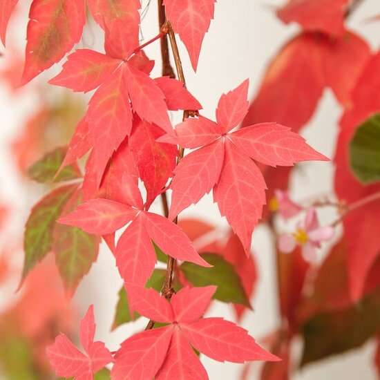 Parthenocissus quinquefolia - pot 18 cm