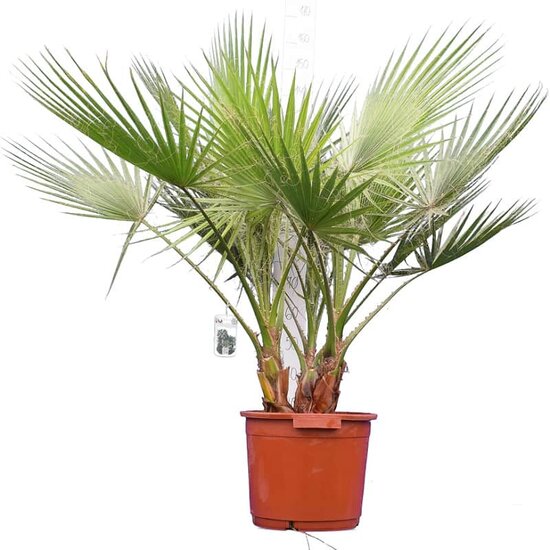 Washingtonia robusta