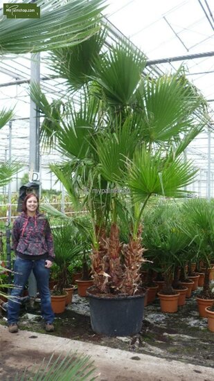 Washingtonia robusta multitrunk - hauteur totale 130-150 cm - pot &Oslash; 40 cm [palette]