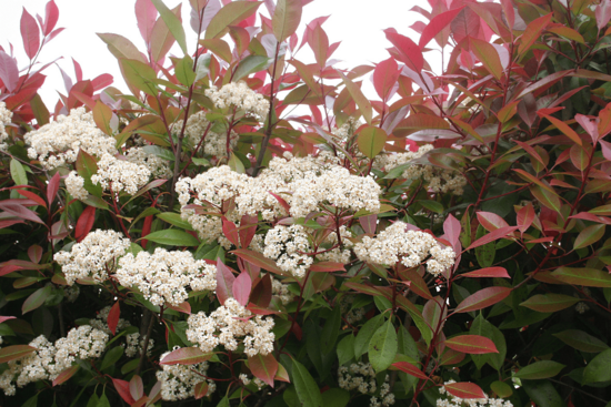 Photinia fraseri Red Robin - hauteur totale 50-70 cm - pot &Oslash; 18 cm