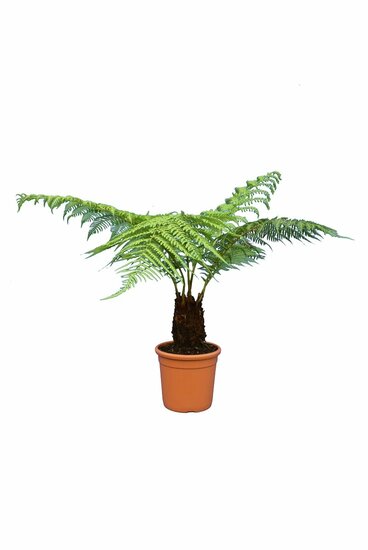 Dicksonia antarctica - tronc 15-20 cm - Hauteur totale 80-100 cm - pot &Oslash; 26 cm