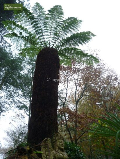 Dicksonia antarctica - tronc 15-20 cm - Hauteur totale 80-100 cm - pot &Oslash; 26 cm