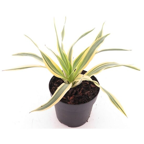 Yucca gloriosa Bright Star