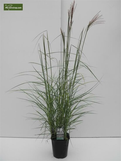 Miscanthus sinensis Ferner Osten