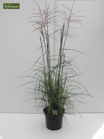 Miscanthus sinensis Ferner Osten