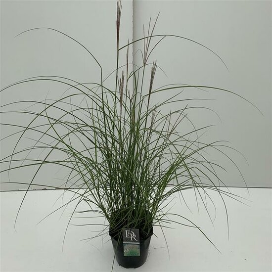 Miscanthus sinensis Kleine Silberspinne - pot 10 ltr