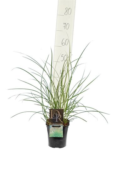 Miscanthus sinensis Kleine Silberspinne - pot 10 ltr