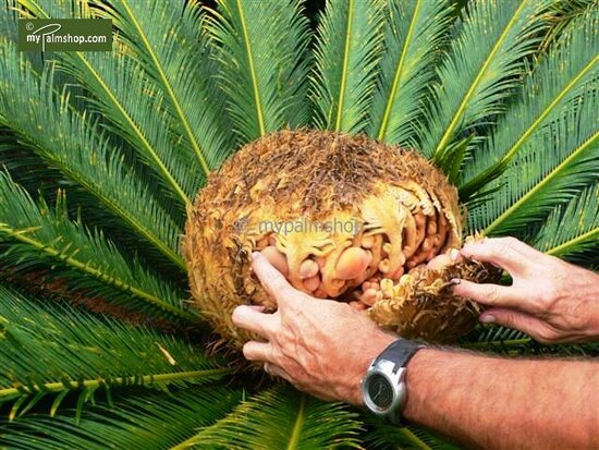 Cycas revoluta - tronc 45-55 cm - hauteur totale 130-160 cm - pot &Oslash; 48 cm [palette]