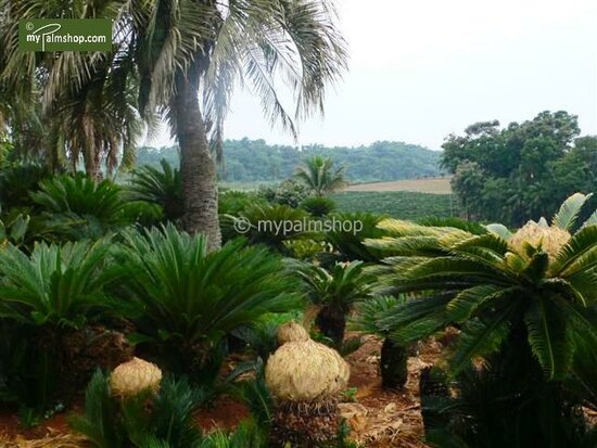 Cycas revoluta - tronc 65-75 cm [palette]