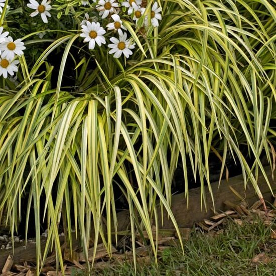 Carex oshimensis Evergold