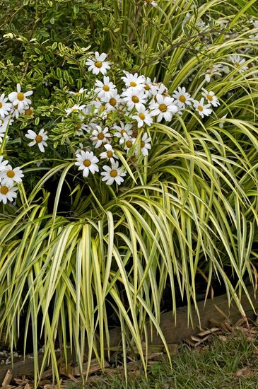 Carex oshimensis Evergold