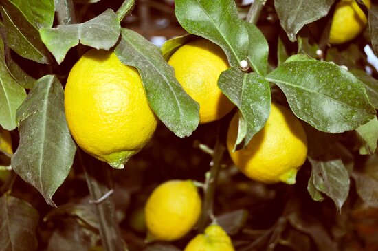 Citrus limon