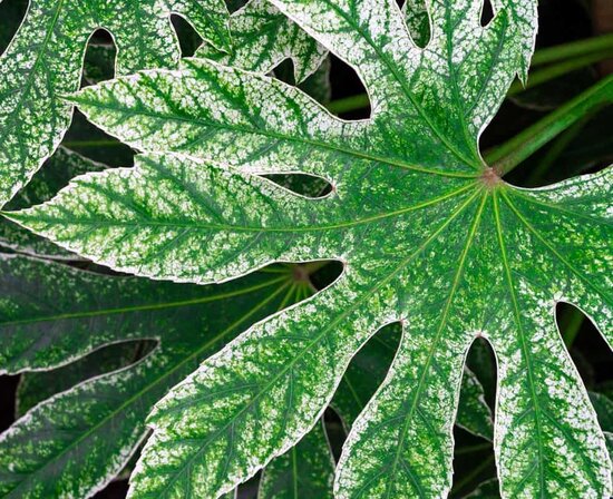 Fatsia japonica Spiders Web