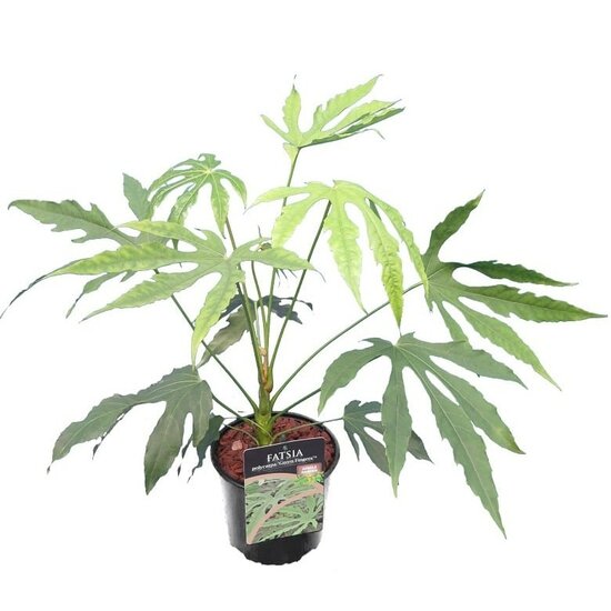 Fatsia polycarpa Green Fingers - hauteur totale 40-60 cm - pot &Oslash; 17 cm